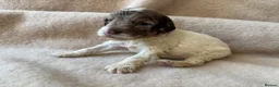 Sproodle dogs for sale: F1 Sproodle Puppies  - Advert 7