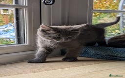 Maine Coon cats for sale: 4 Maine Coon / Ragdoll kittens - Image 8