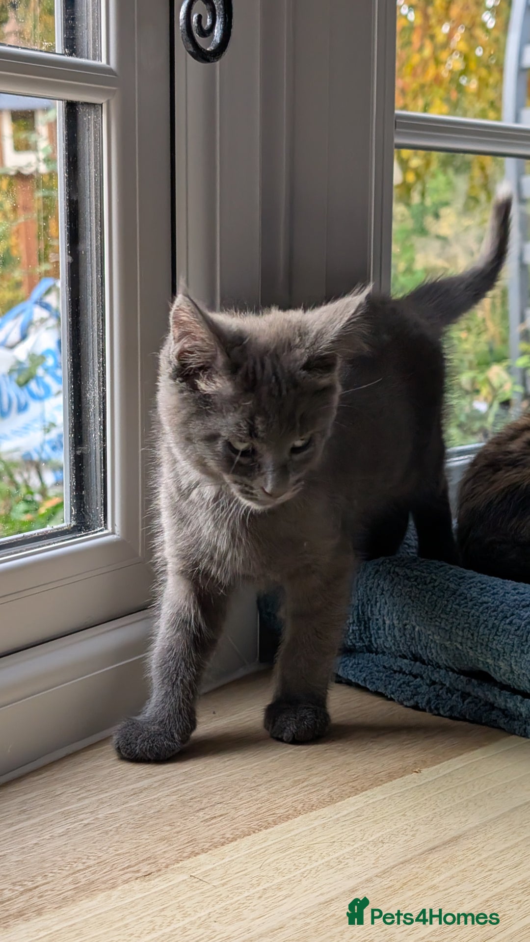 Maine Coon cats for sale: 4 Maine Coon / Ragdoll kittens - Image 8