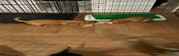 Cocker Spaniel dogs for sale: Beautiful Cocker Spaniel Puppies - Advert 15