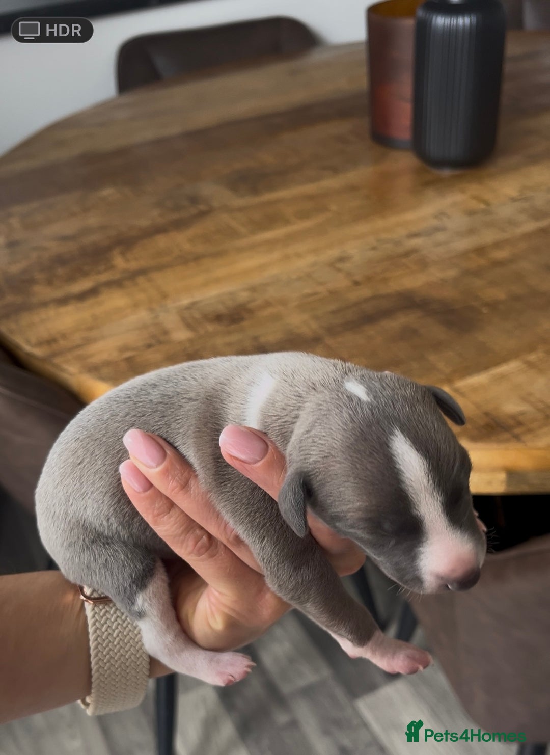 Whippet dogs for sale: STUNNING! TOP PEDIGREE BLUE FAWN WHIPPETS! KC REG - Image 8