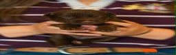 Mixed Breed dogs for sale: Family-raised puppies looking for loving homes - Advert 4