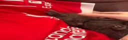 Mixed Breed cats for sale: Half Main Coon Kittens  - Advert 23