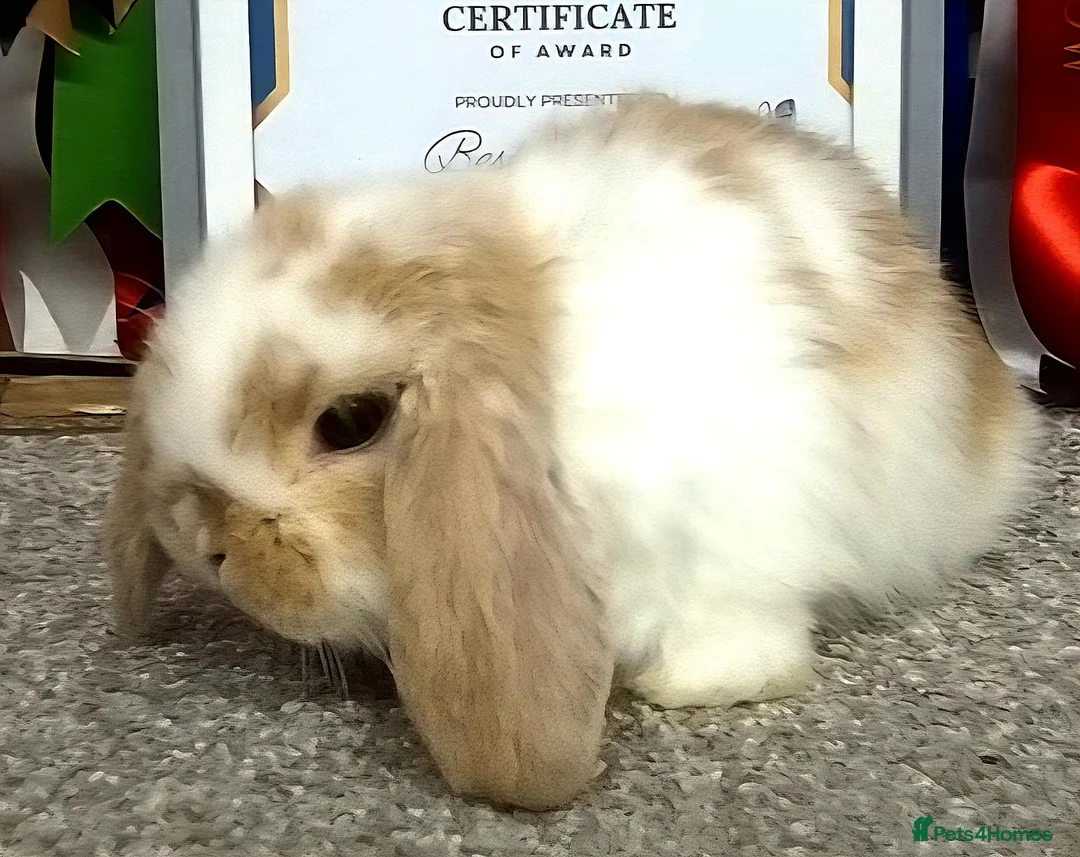 Mini Lop rabbits for sale: Gorgeous mini lop babies - Advert 2