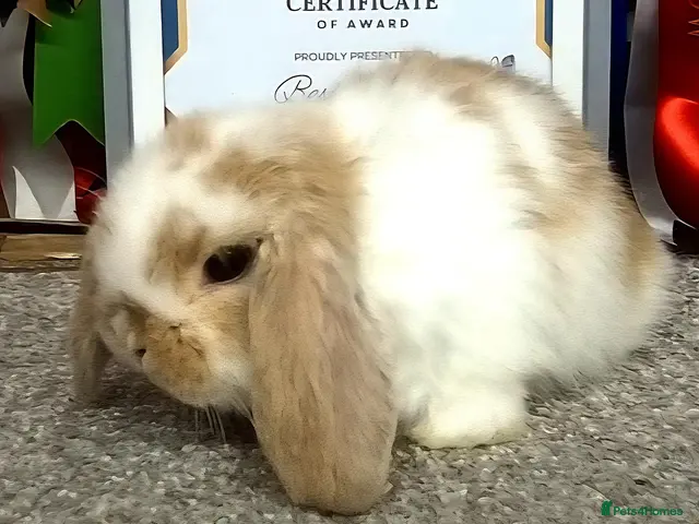 Mini Lop rabbits for sale: Gorgeous mini lop babies - Advert 2