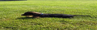 Dachshund 3 - blue collar - wild boar