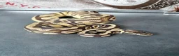 Python Snake reptiles for sale: Ball pythons adult females and hatchlings  - Advert 1