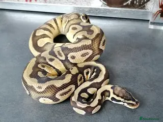 Python Snake reptiles Ball pythons adult females and hatchlings - Advert 7