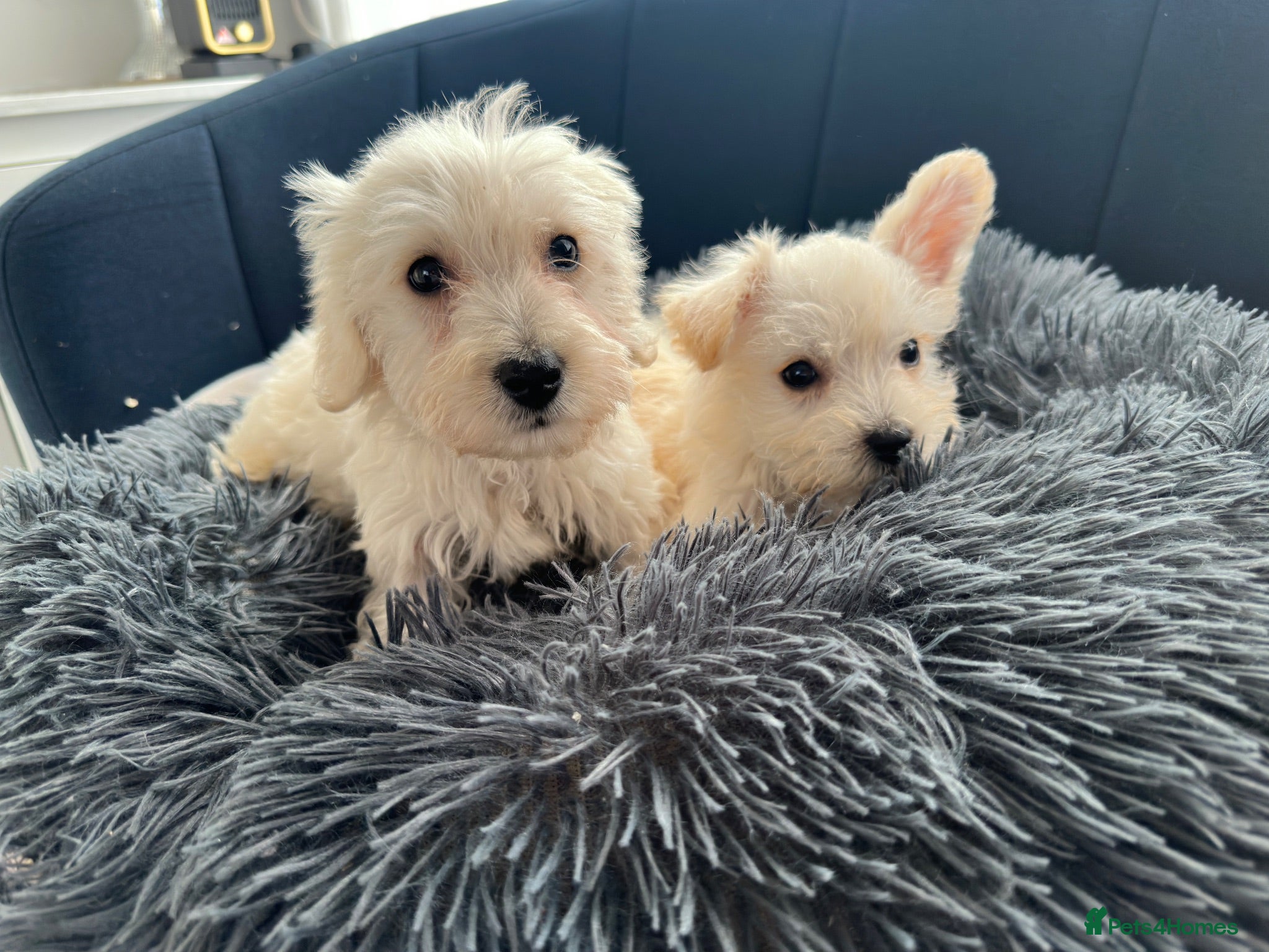 Westiepoo dogs Westipoo 1 girl 1 boy  - Advert 1