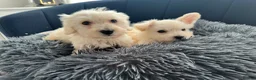 Westiepoo dogs for sale: Westipoo 1 girl 1 boy  in Bolton - Advert 1