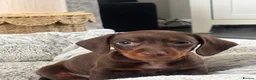 Miniature Dachshund dogs for sale: ✨2 miniature dachshund puppies READY TO LEAVE✨ - Advert 11