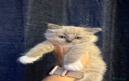 Ragdoll cats for sale: Last little girl available  - Image 8