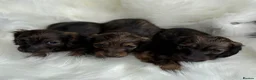 Miniature Dachshund dogs for sale: Kc Registered Miniature Dachshunds at Westfena  - Advert 7