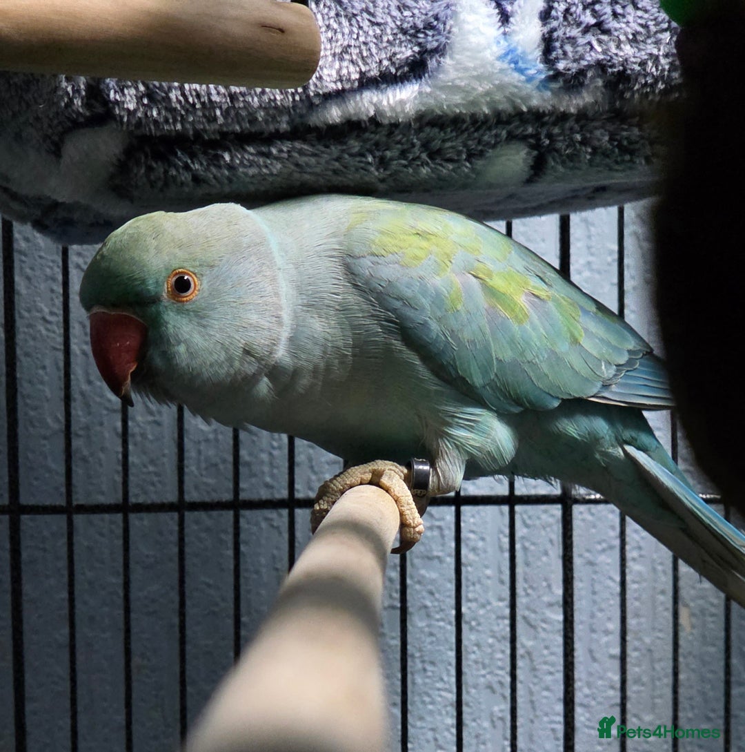 Ringnecks birds for sale: Blue IRN looking for new perch  - Advert 4