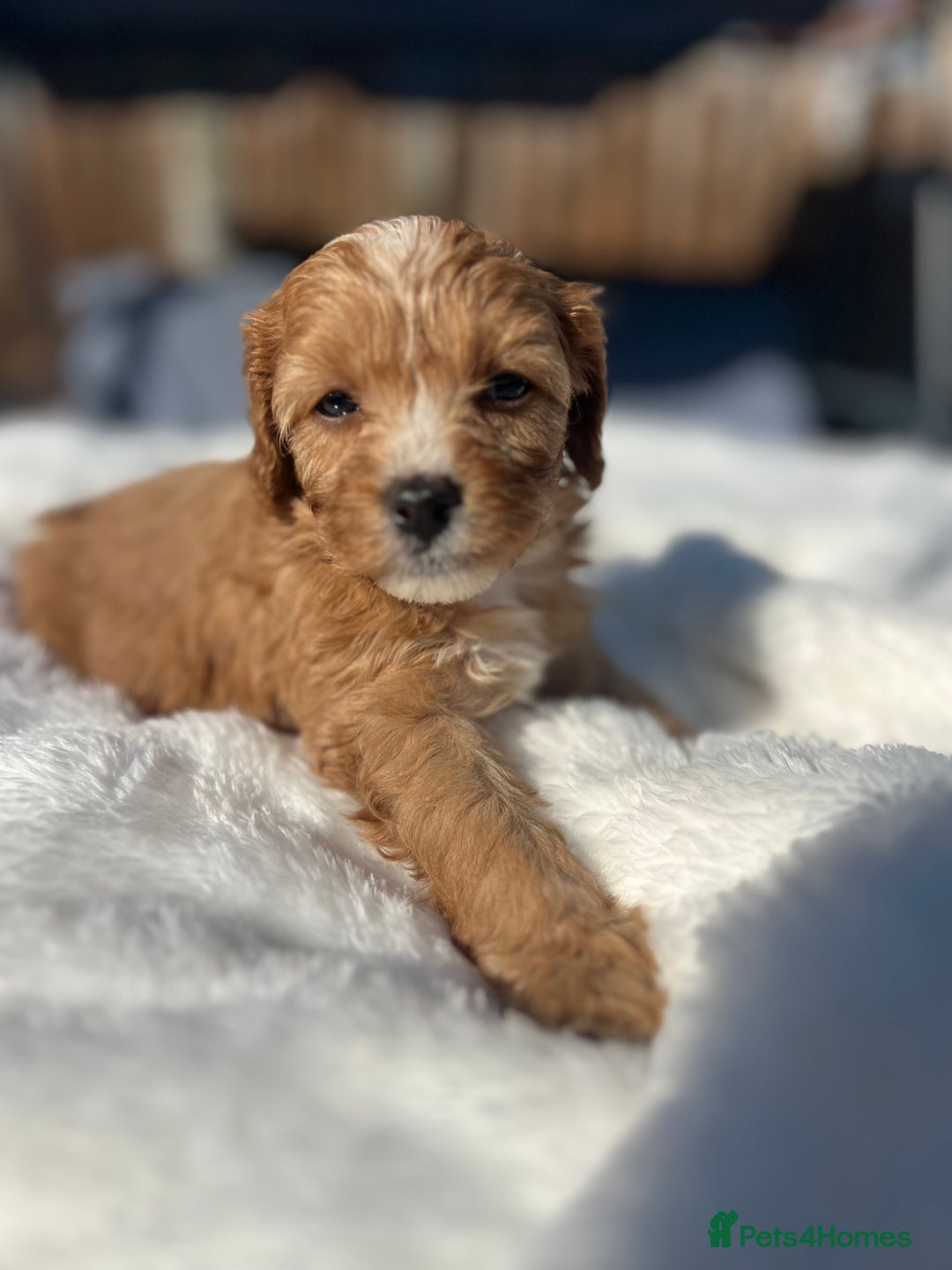 Cavapoo dogs for sale: ⭐️ Black & Tan Female Toy Cavapoo ⭐️ - Image 13