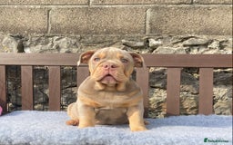 English Bulldog dogs for sale: Our last girl reduced KC reg English bulldog puppy - Image 6
