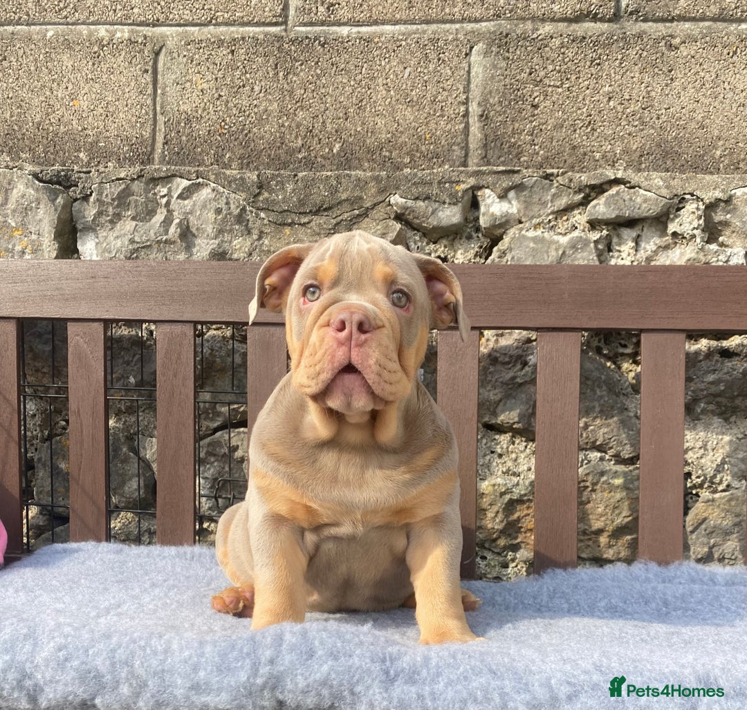 English Bulldog dogs for sale: Our last girl reduced KC reg English bulldog puppy - Image 6