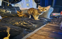 Bengal cats for sale: Bengal  in Forfar - Image 12
