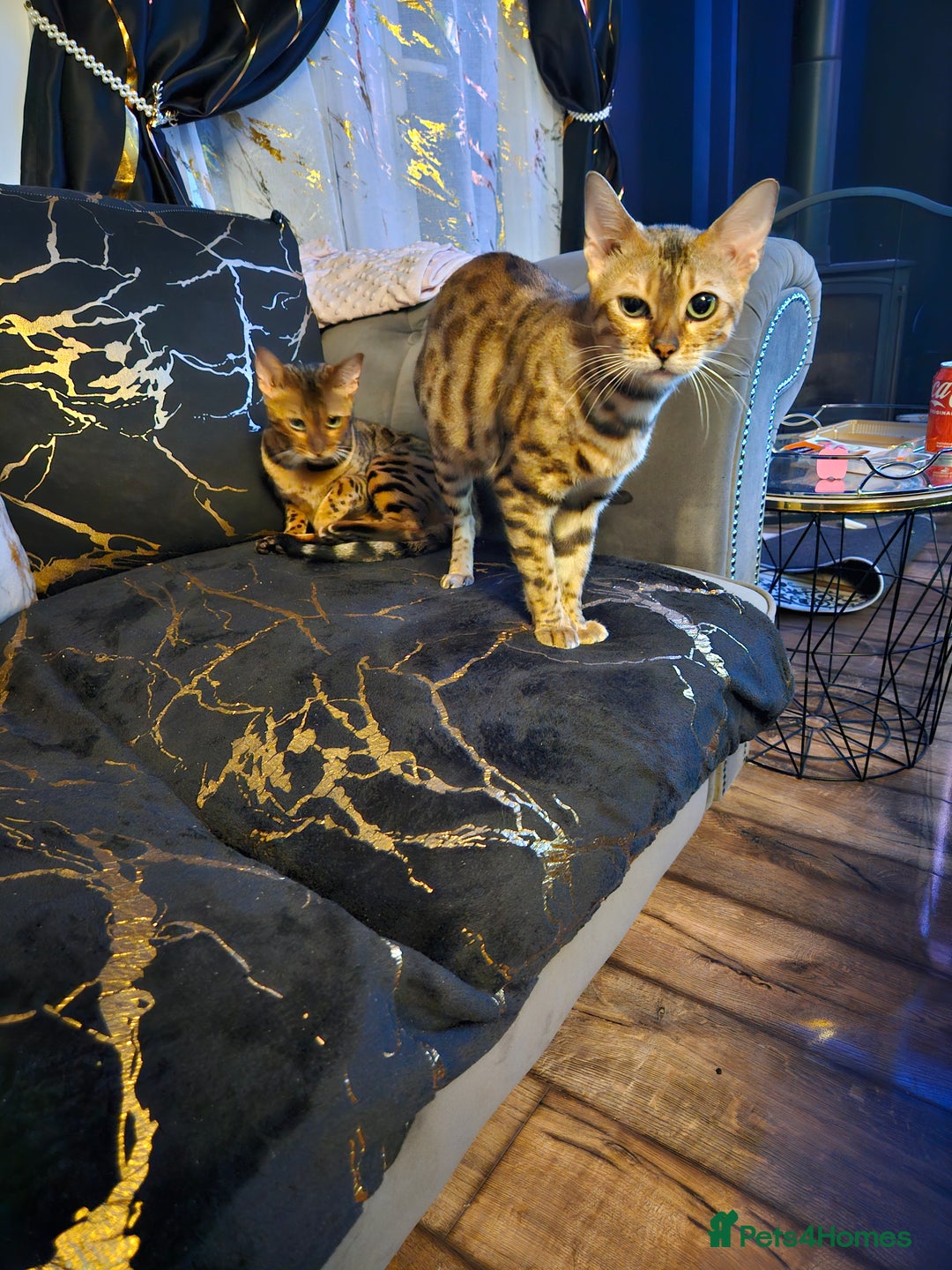Bengal cats for sale: Bengal  in Forfar - Image 12