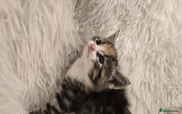 Maine Coon cats for sale: Beautiful Mainecoon princess - Image 6
