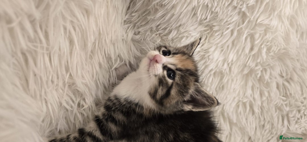 Maine Coon cats for sale: Beautiful Mainecoon princess - Image 6
