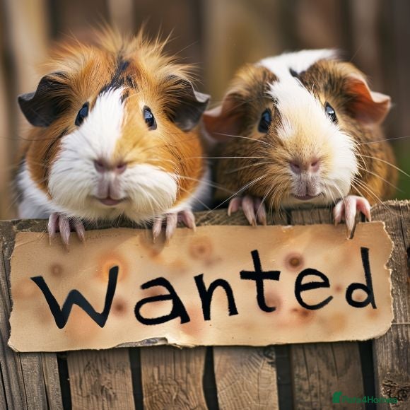 Guinea Pig rodents GUINEA PIGS/REPTILES WANTED - Advert 3