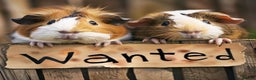 Guinea Pig rodents for sale: GUINEA PIGS/REPTILES WANTED - Advert 1