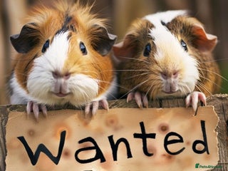 Guinea Pig rodents GUINEA PIGS/REPTILES WANTED - Advert 2