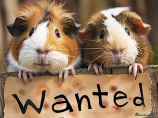 Guinea Pig rodents GUINEA PIGS/REPTILES WANTED - Advert 11