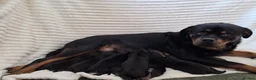 Rottweiler dogs for sale: Healthy & Chunky Family Raised Rottweiler Puppies - Advert 3