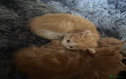 Mixed Breed cats for sale: Gorgeous Ginger & White  - Image 6