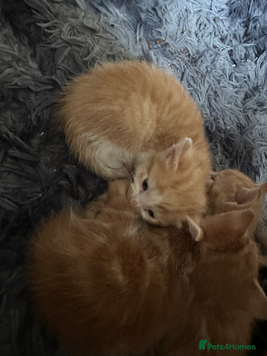 Mixed Breed cats for sale: Gorgeous Ginger & White  - Image 6