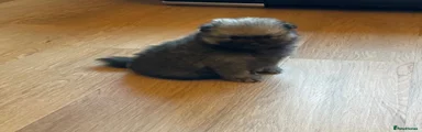 Pomeranian 2