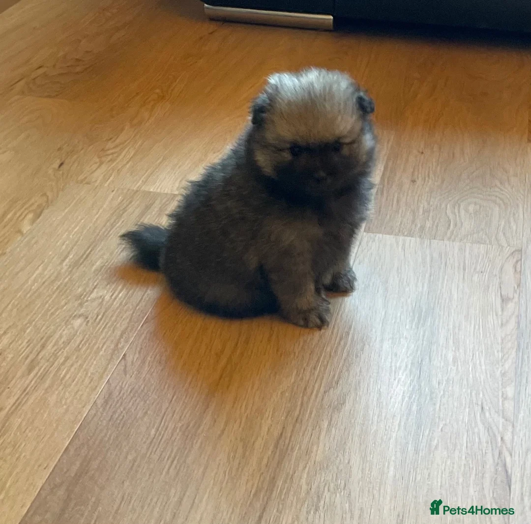 Pomeranian dogs for sale: Stunning KC Teddy Bear Pomeranians - Advert 18