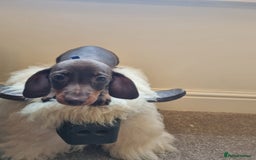 Miniature Dachshund dogs for sale: Gorgeous Mini Smooth Dachshunds Ready Now - Image 15