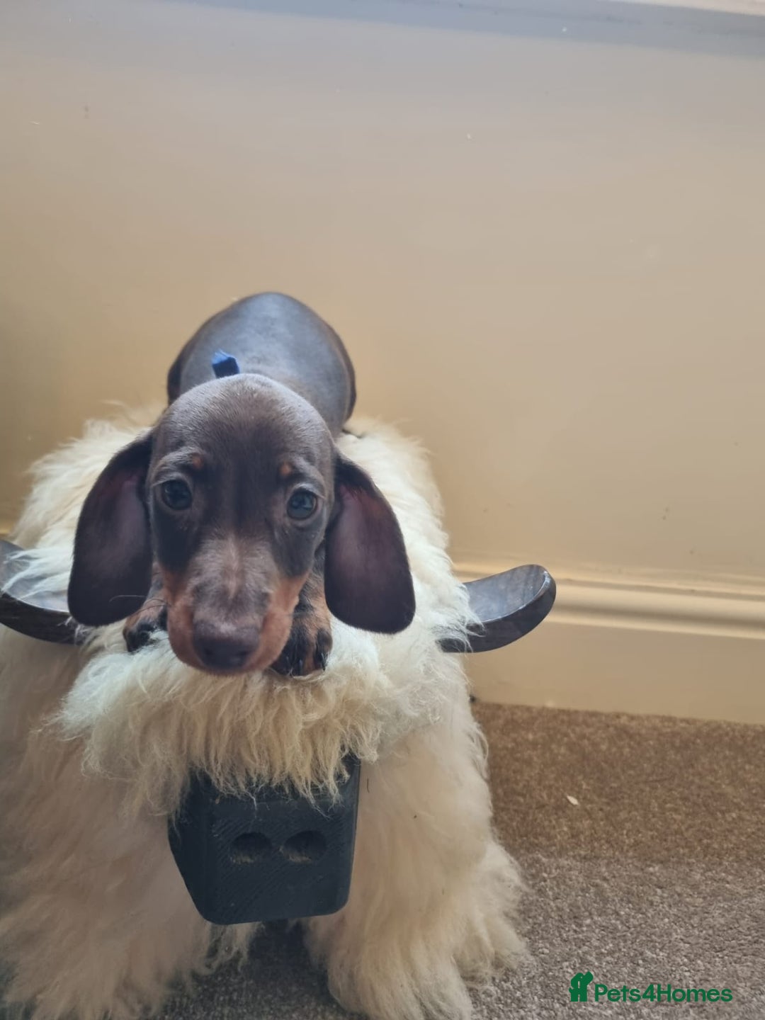 Miniature Dachshund dogs for sale: Gorgeous Mini Smooth Dachshunds Ready Now - Image 15