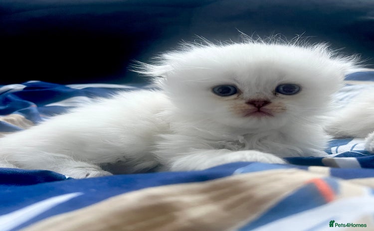 Scottish Fold cats - Advert 15
