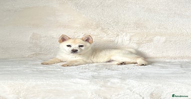 Chow Chow dogs - Advert 10