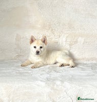 Chow Chow dogs - Advert 5