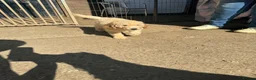 Miniature Poodle dogs for sale: Moyen Poodle puppies *READY NOW* - Advert 8