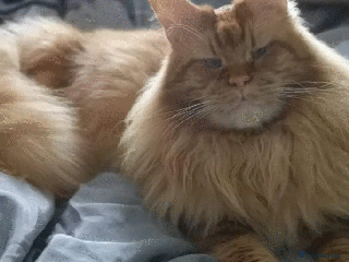 Maine Coon cats in Orpington - Advert 14