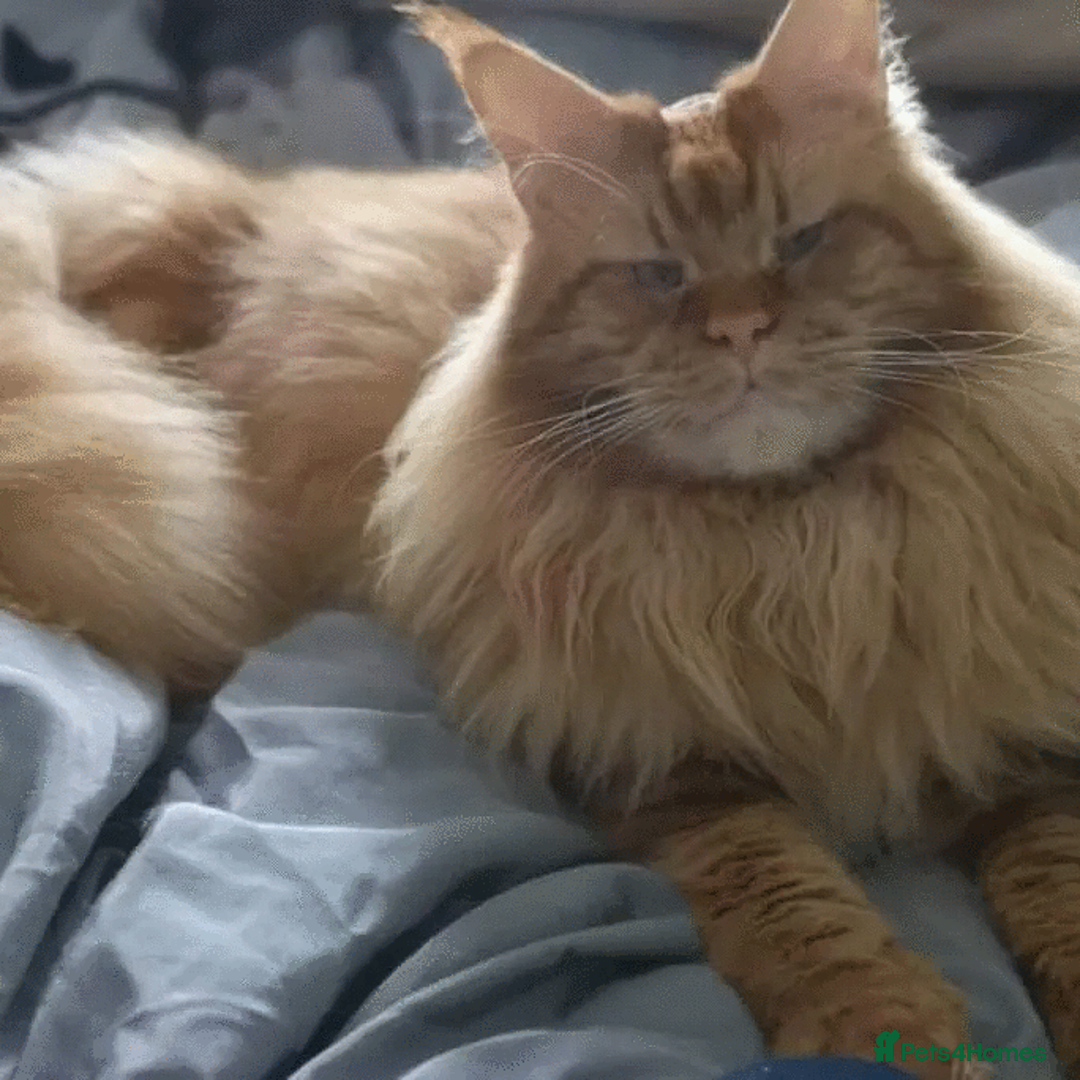 Maine Coon cats for stud: Experienced ginger stud boy. in Orpington - Advert 1