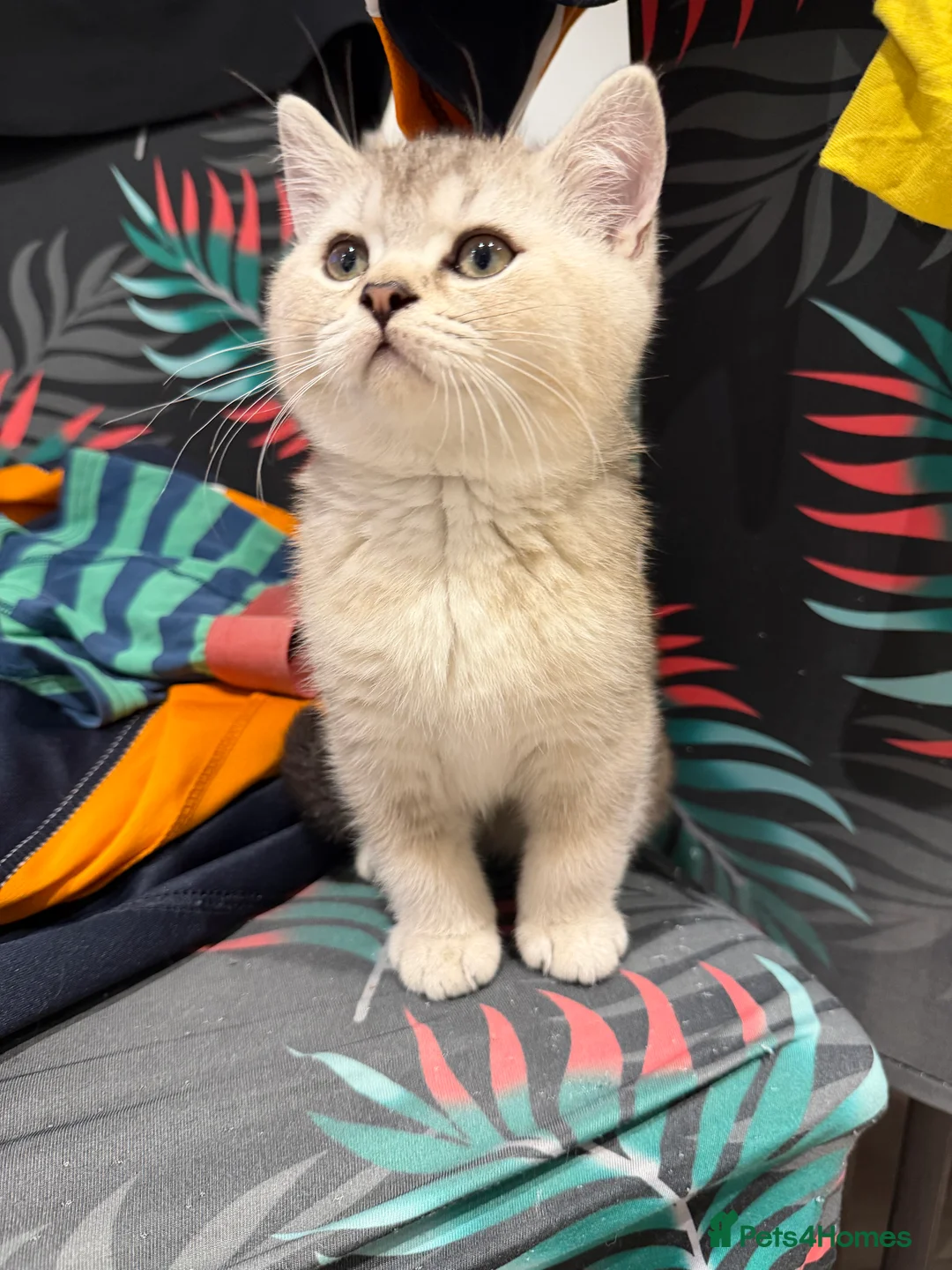 British Shorthair cats for sale: GCCF male kitten Frodo  - Advert 3