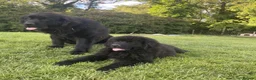 Newfoundland dogs for sale: Three Beautiful Pedigree Newfoundland Puppies  - Advert 7