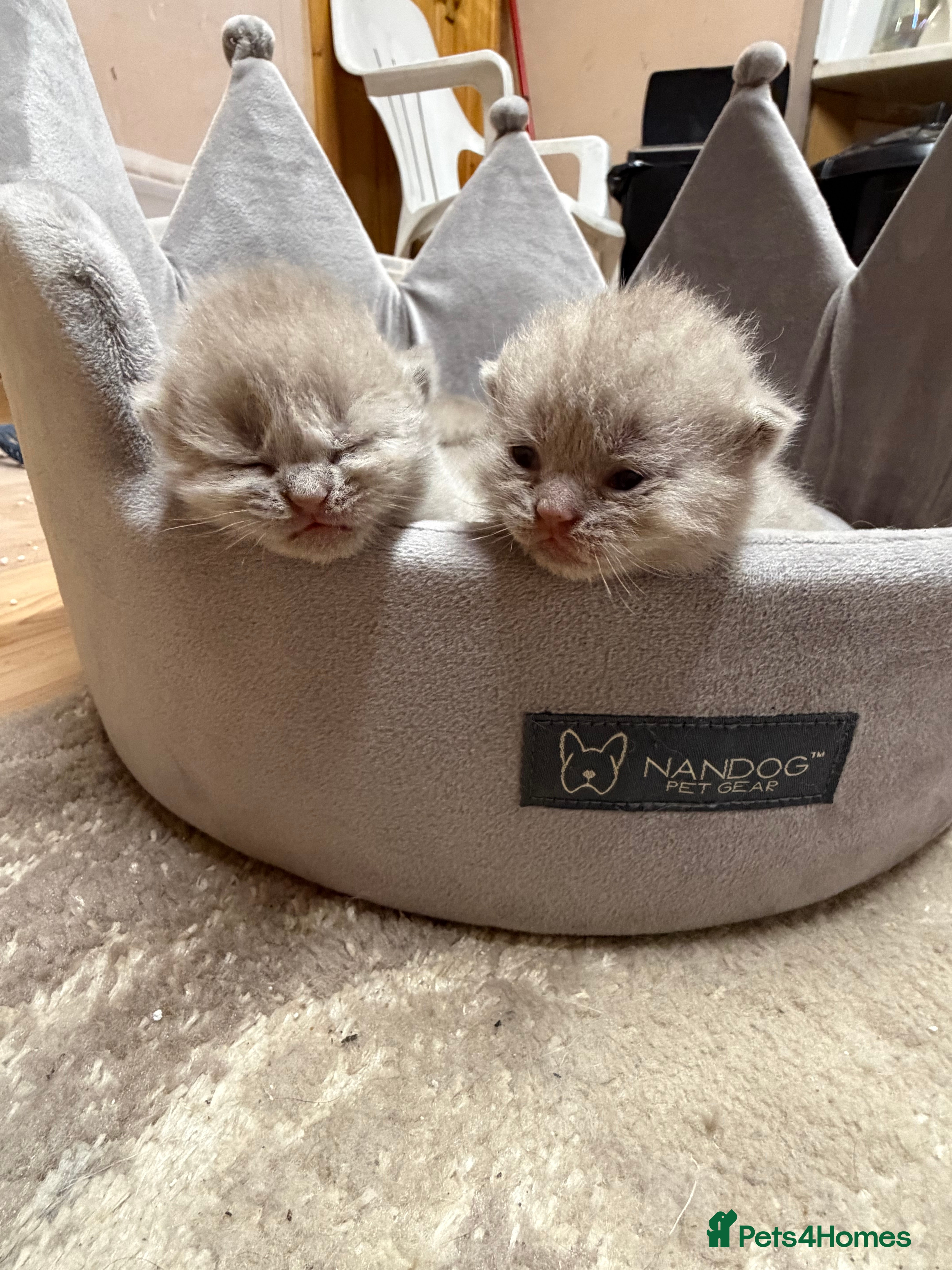 British Shorthair cats High-Quality British Shorthair Kittens - Advert 13