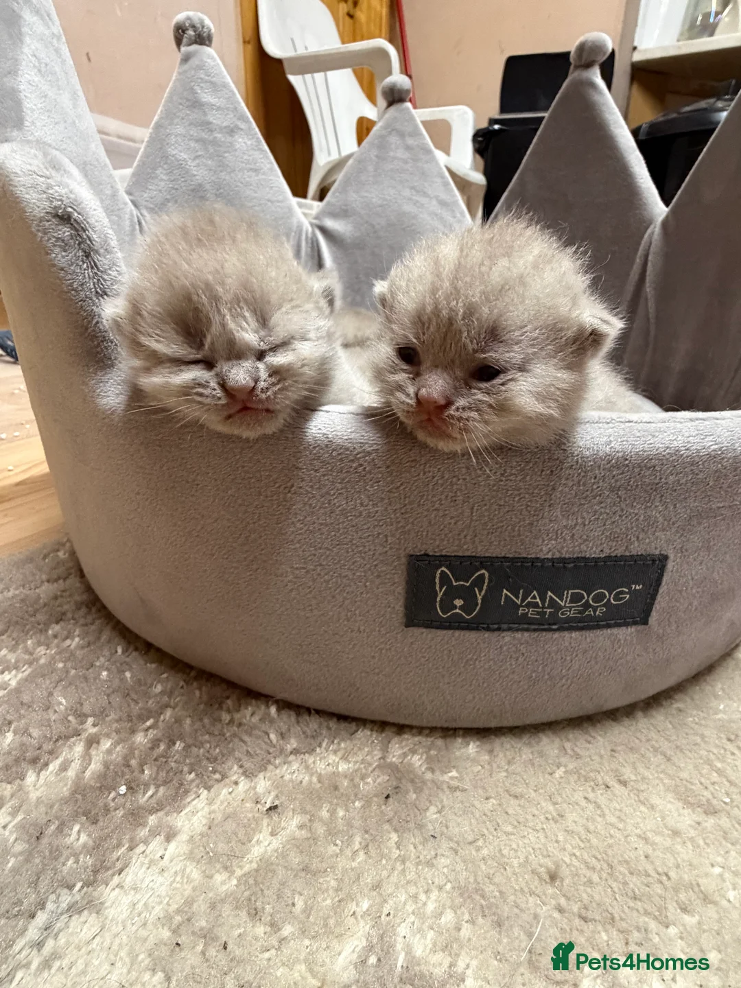 British Shorthair cats for sale: High-Quality British Shorthair Kittens - Advert 1
