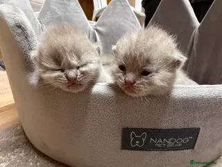 British Shorthair cats High-Quality British Shorthair Kittens - Advert 2