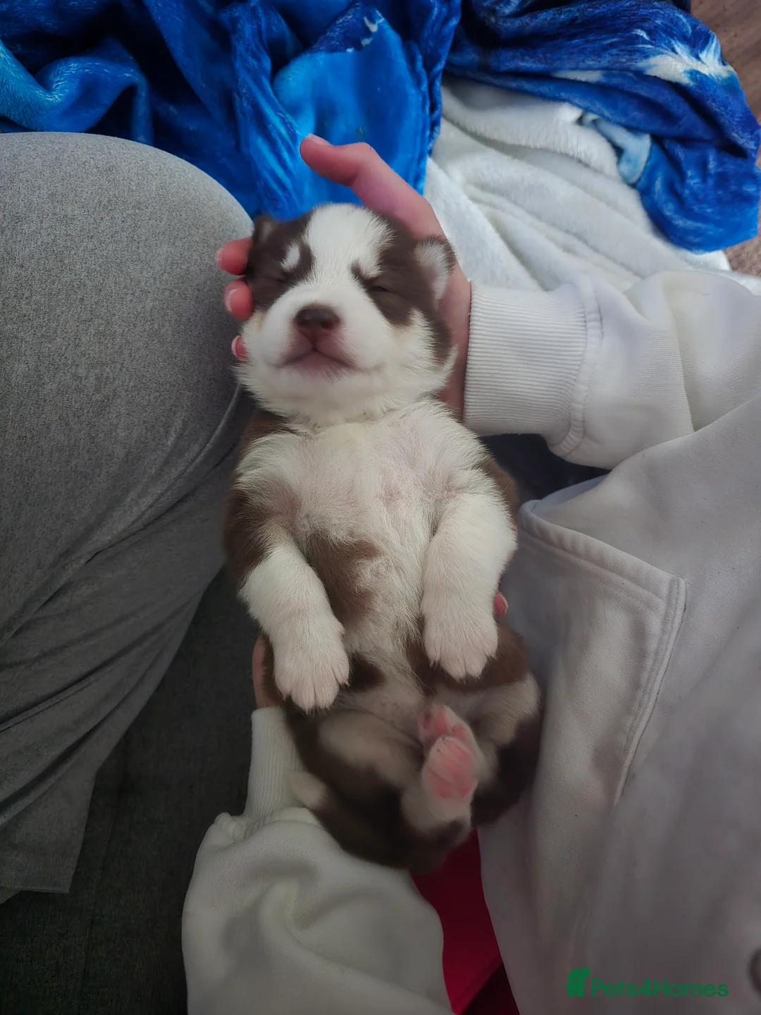 Siberian Husky dogs for sale: Husky puppies  - Advert 28