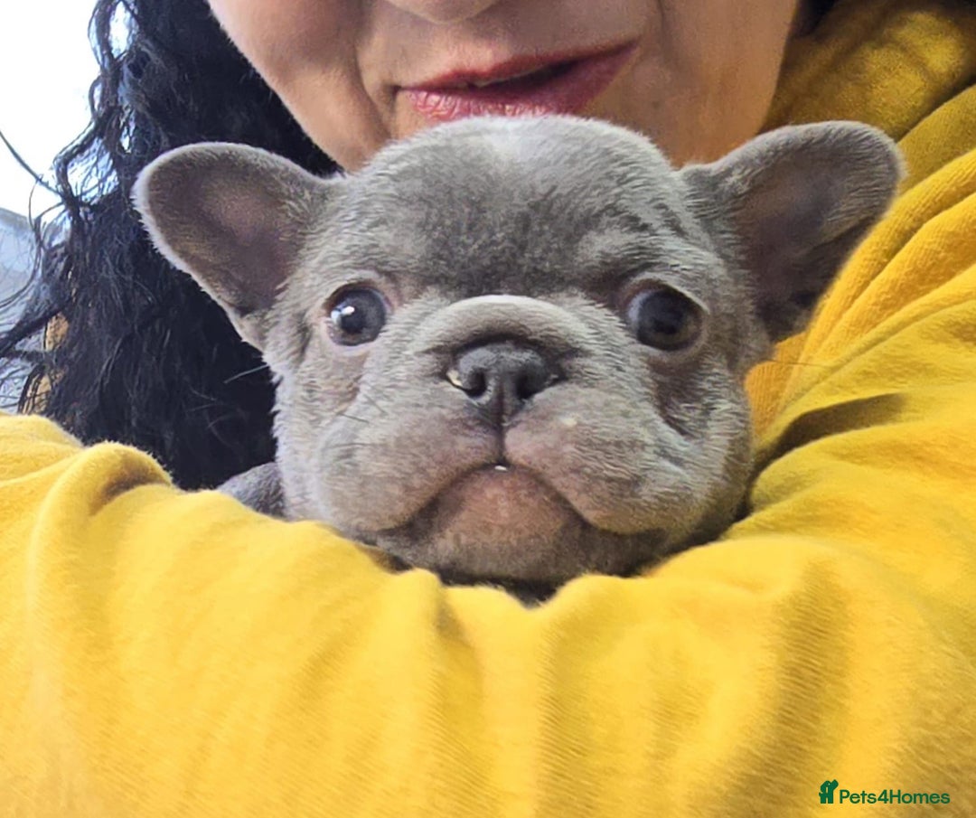 French Bulldog dogs for sale: 6 beautiful French bulldogs  - Advert 15
