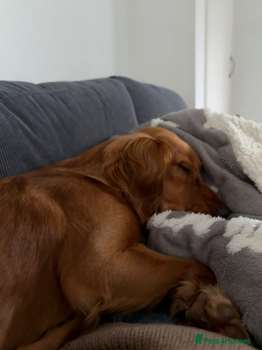 Cocker Spaniel dogs for sale: Lilly - cocker spaniel  - Advert 4